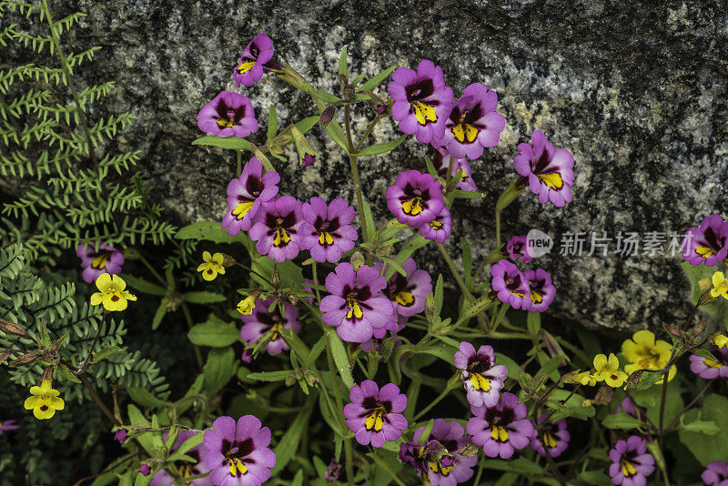 Mimulus filicaulis, Hetch Hetchy Monkeyflower，是加州特有的，在那里它只知道来自马里波萨和图奥勒姆县的内华达山脉。位于加州内华达山脉的约塞米蒂国家公园。Phymaceae。